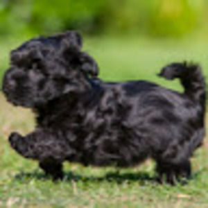 Meet your Posher, Anya